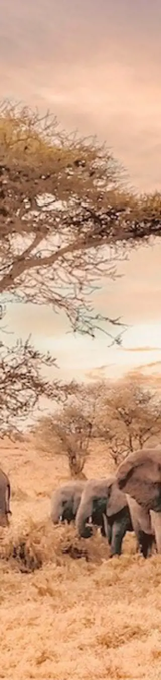 Les géants gris